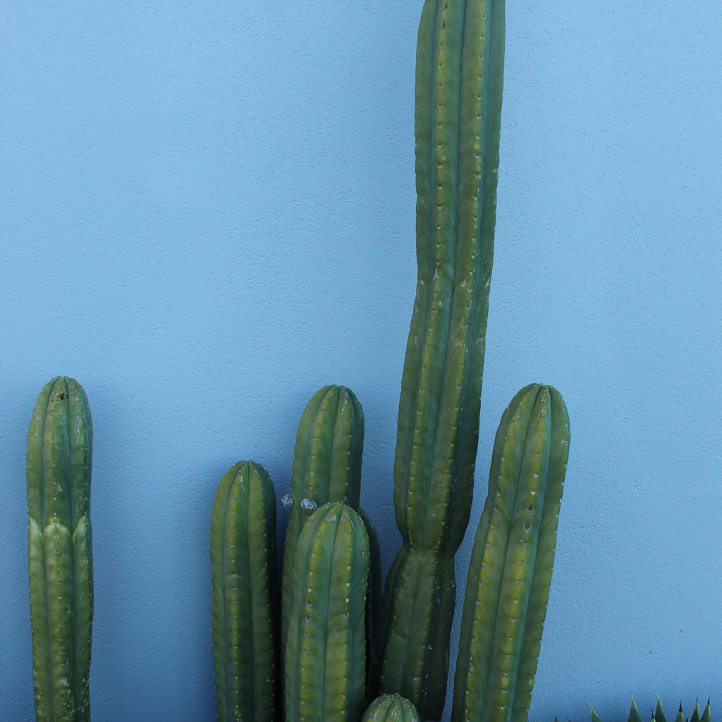 Echinopsis pachanoi Image