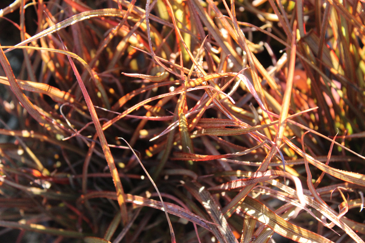 Phormium Jack Spratt