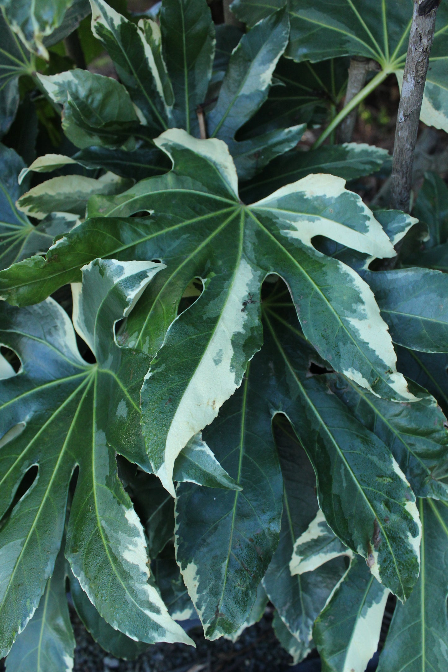 Fatsia japonica Variegata