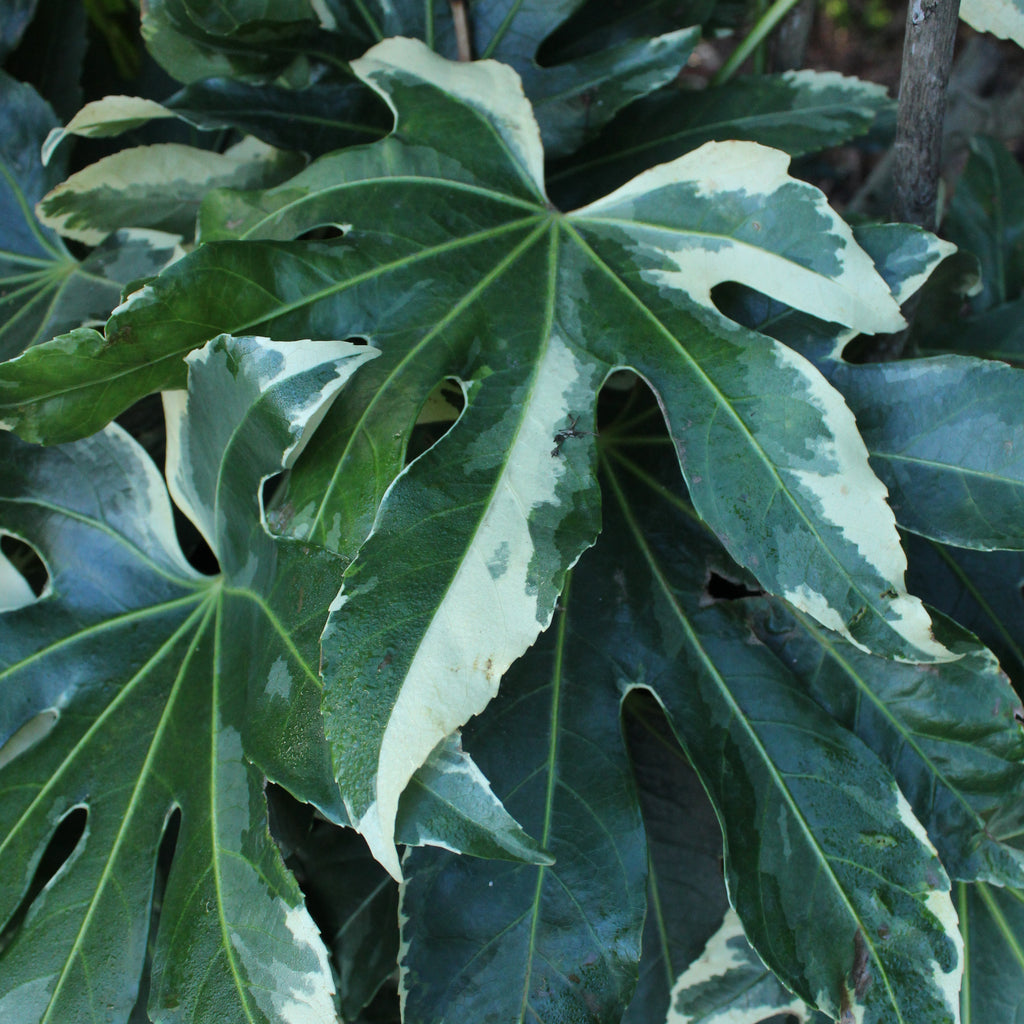 Fatsia japonica Variegata Image