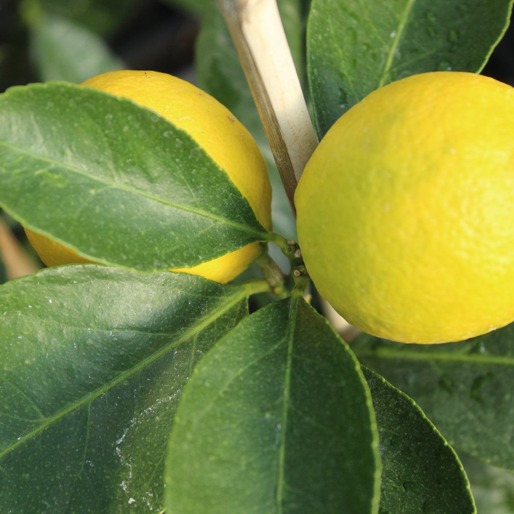 Citrus dwarf bearrs Tahitian Lime Image