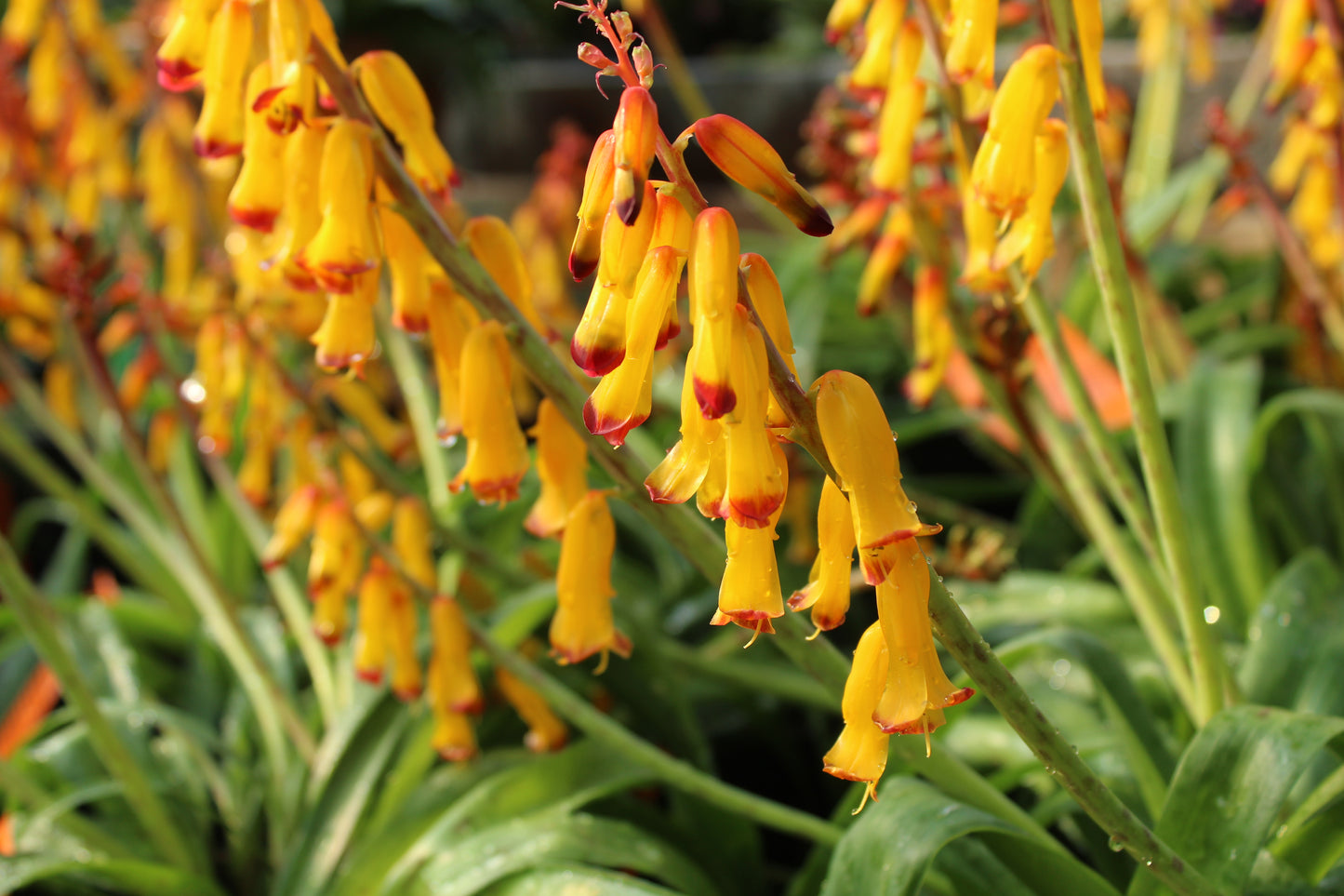 Lachenalia aloides
