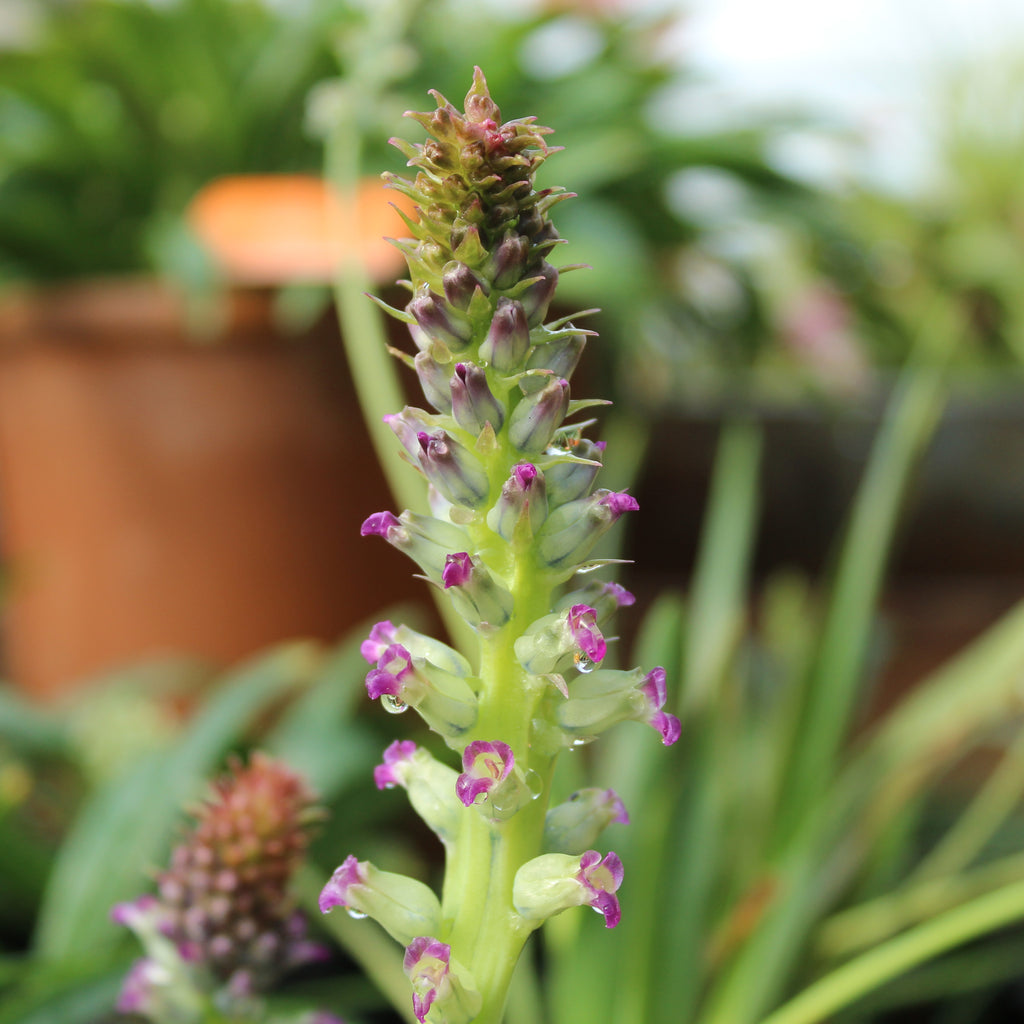 Lachenalia Carnosa Image