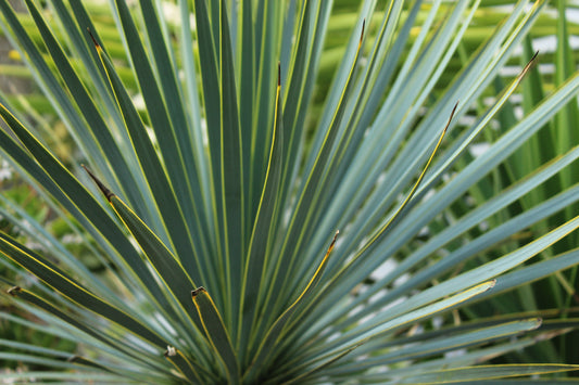 Yucca rostrata