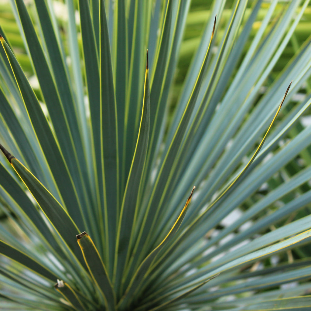 Yucca rostrata Image