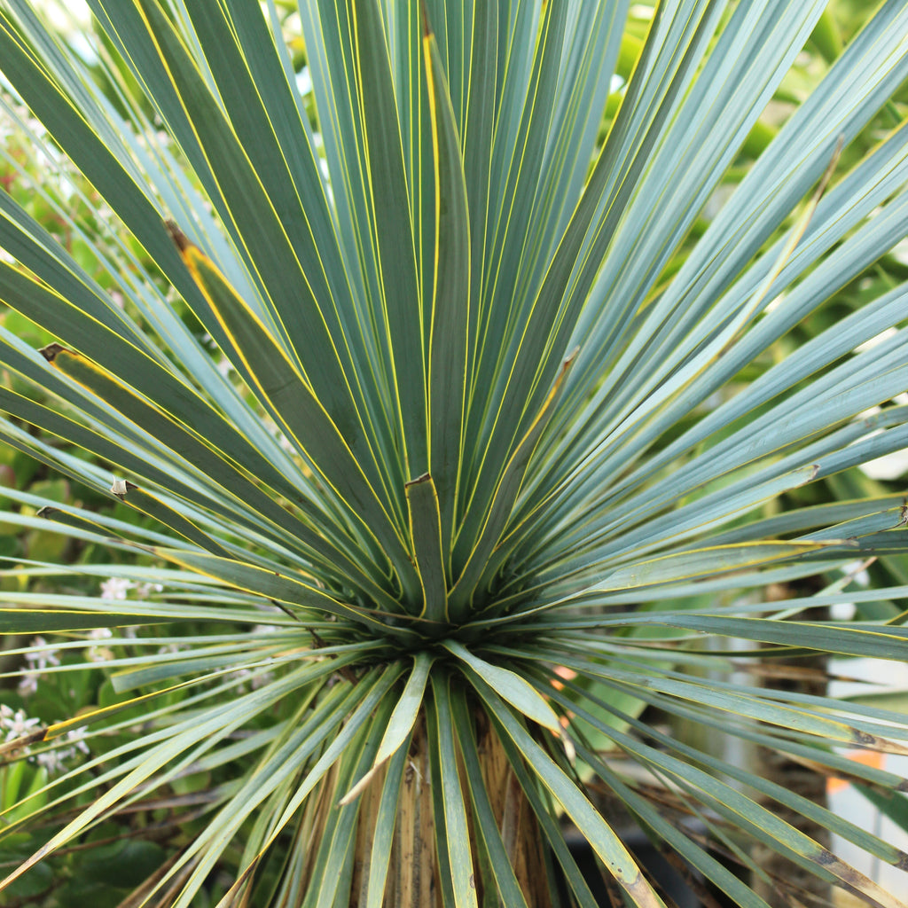 Yucca rostrata Image