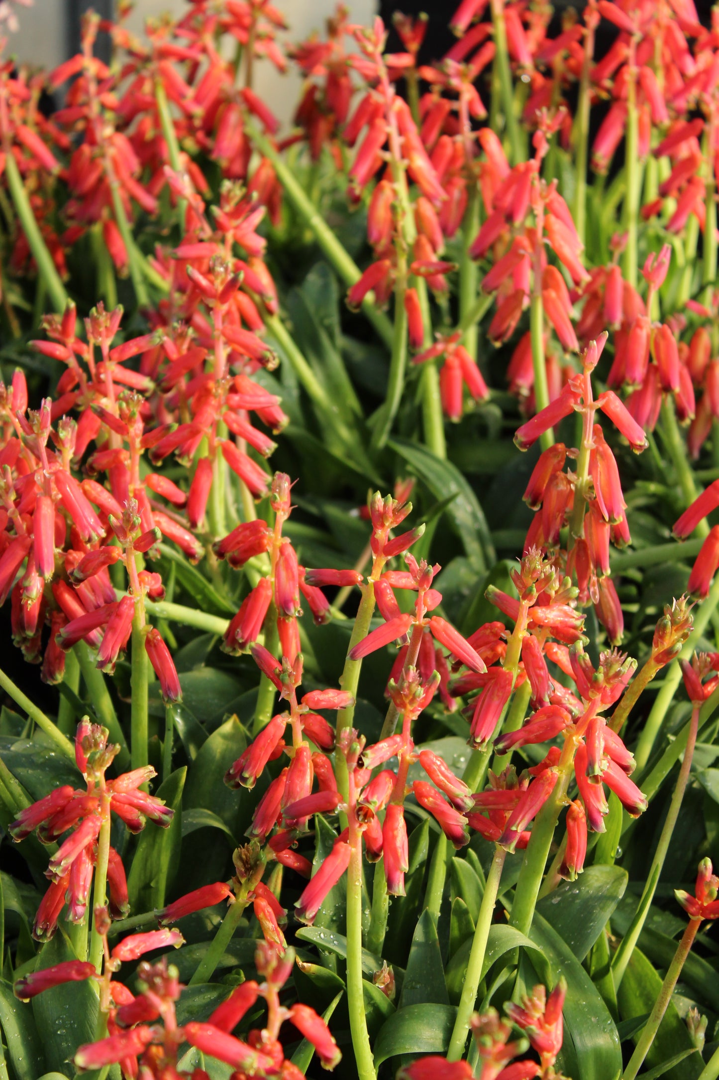 Lachenalia bulbifera
