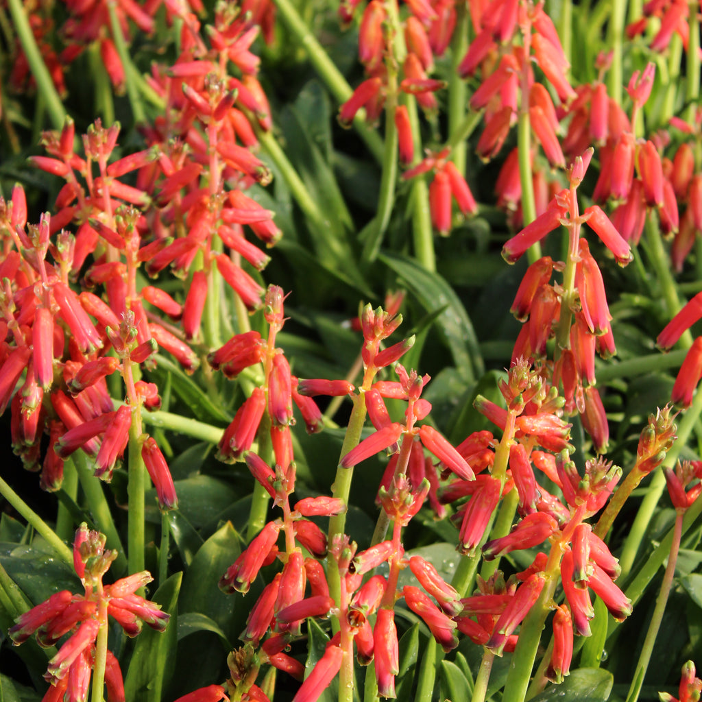 Lachenalia bulbifera Image