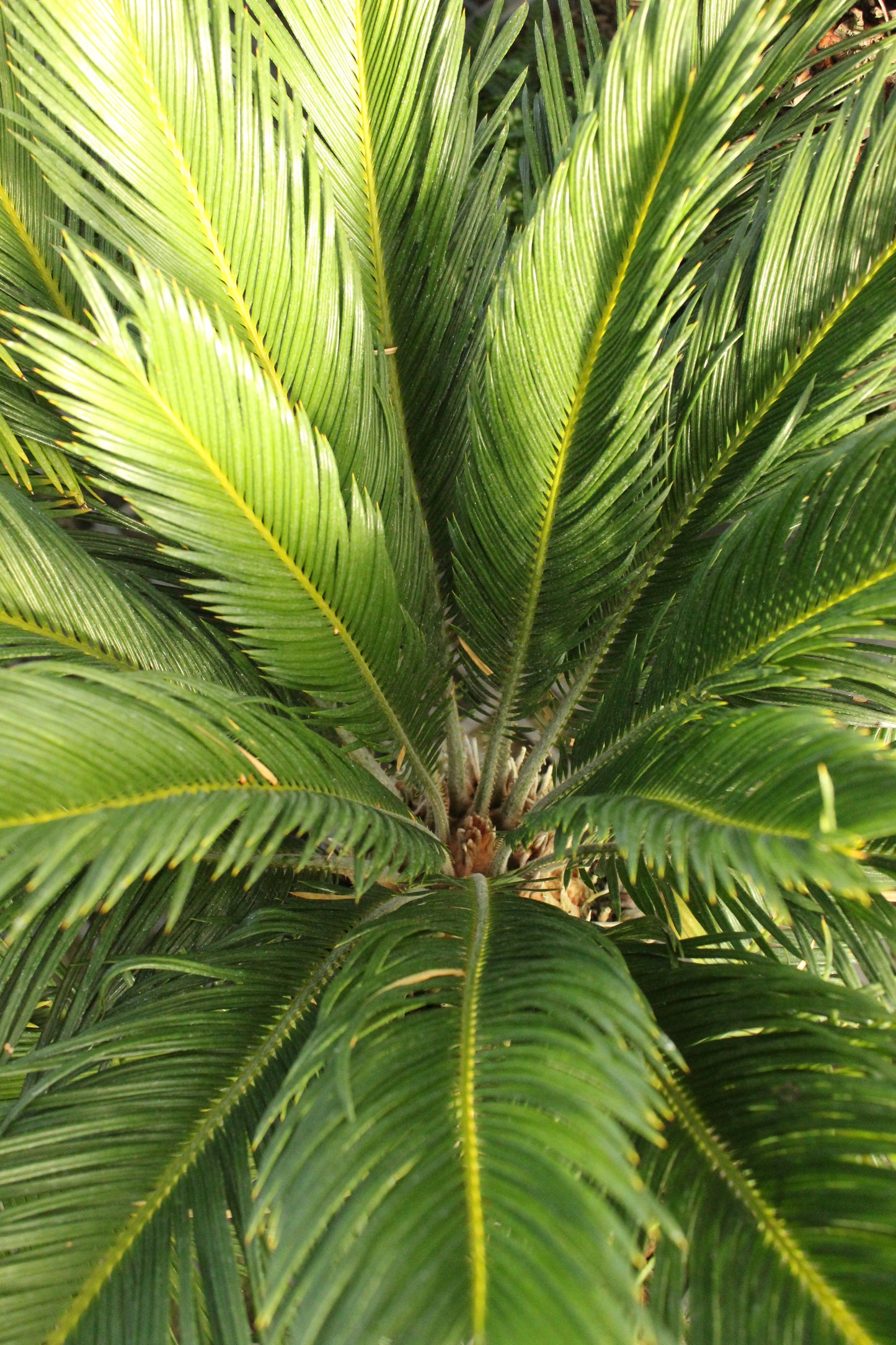 Cycas Revoluta