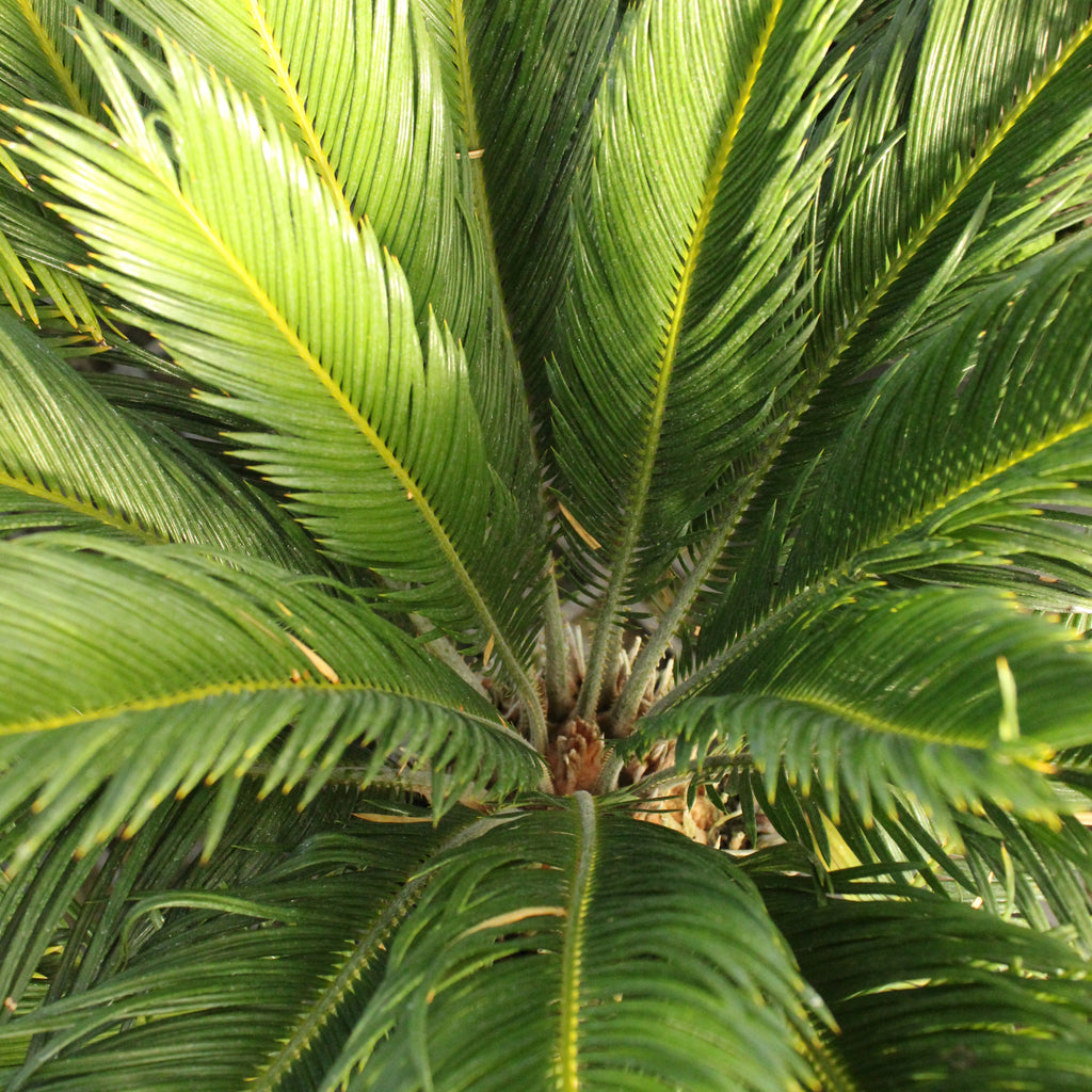 Cycas Revoluta Image