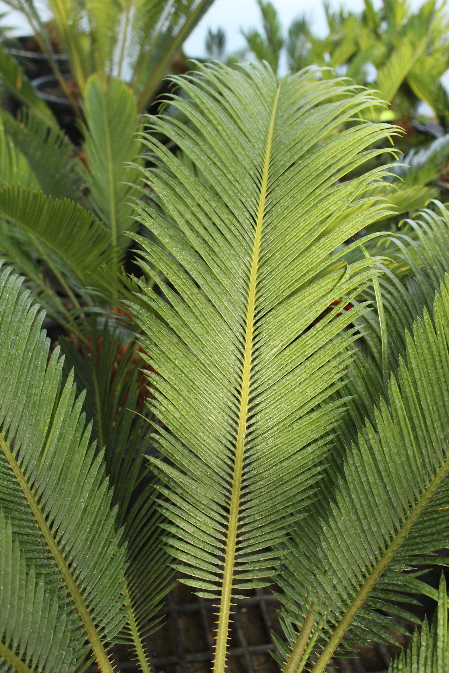 Cycas Revoluta