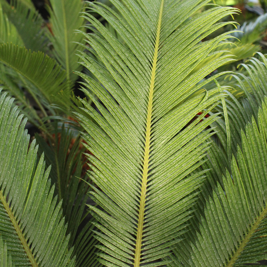 Cycas Revoluta Image