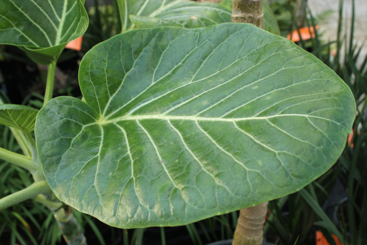 Dendroseris littoralis