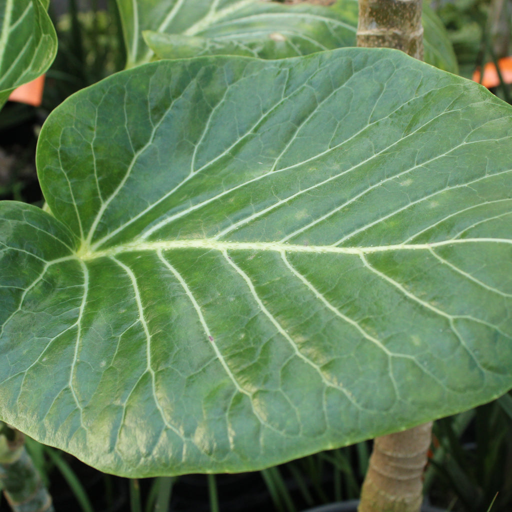 Dendroseris littoralis Image