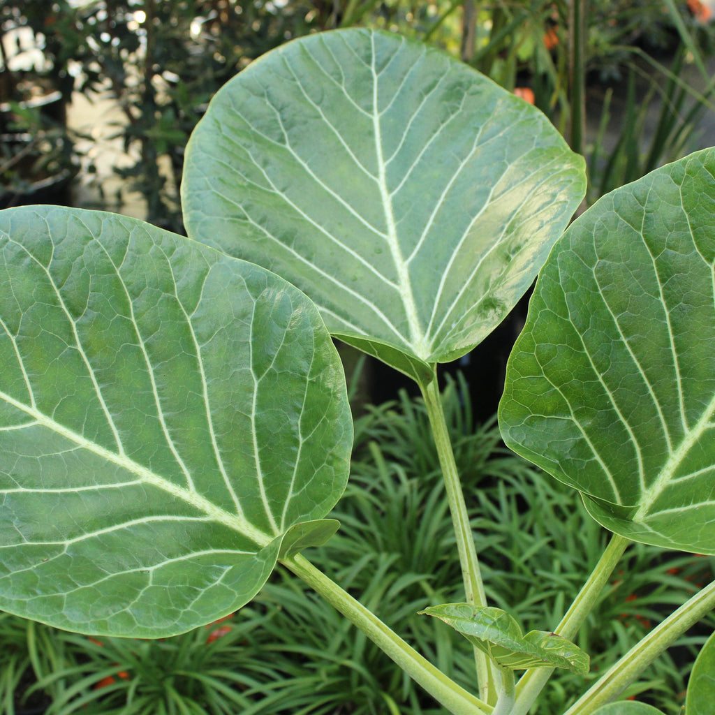 Dendroseris littoralis Image