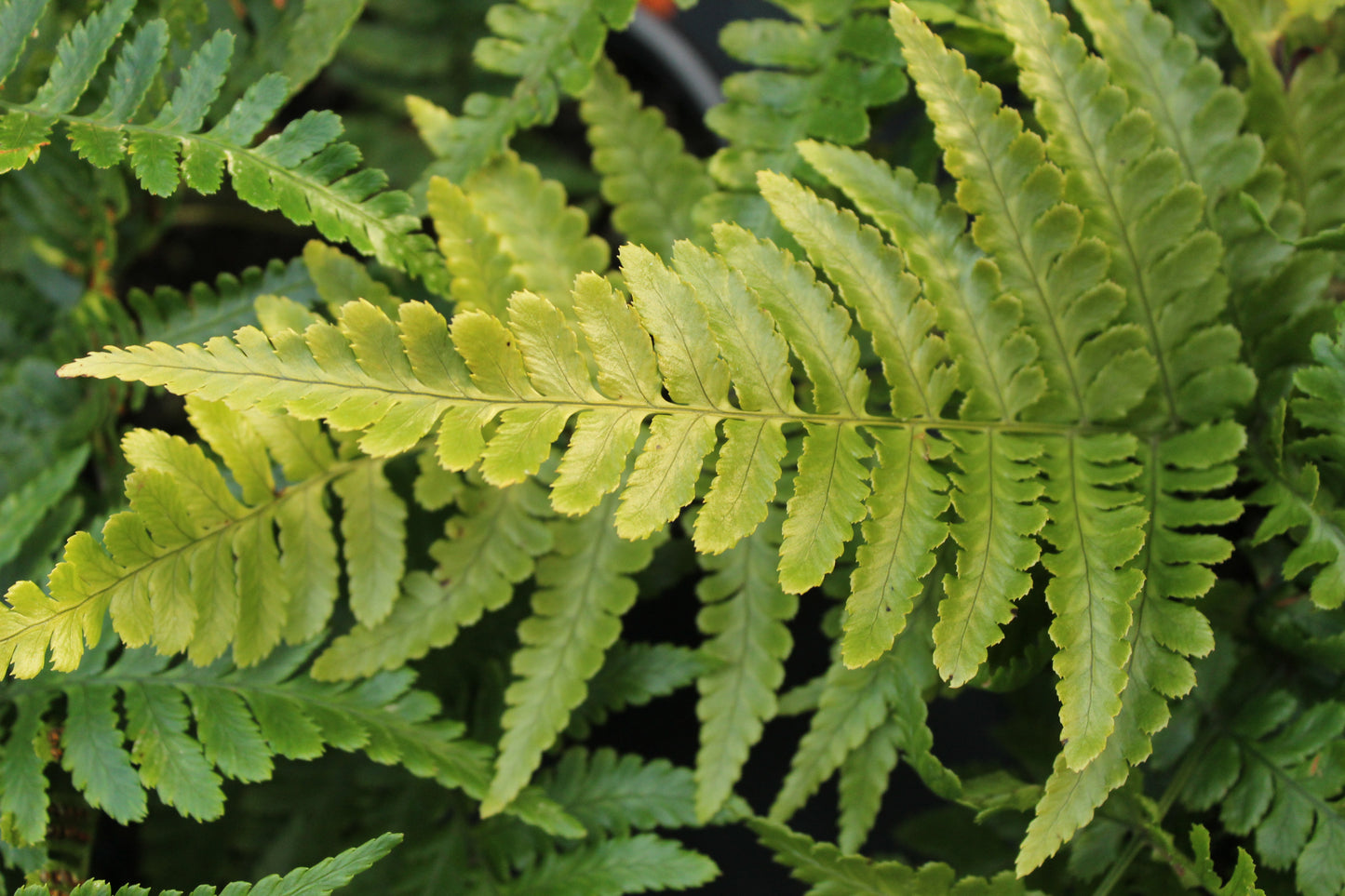 Dryopteris erythrosora