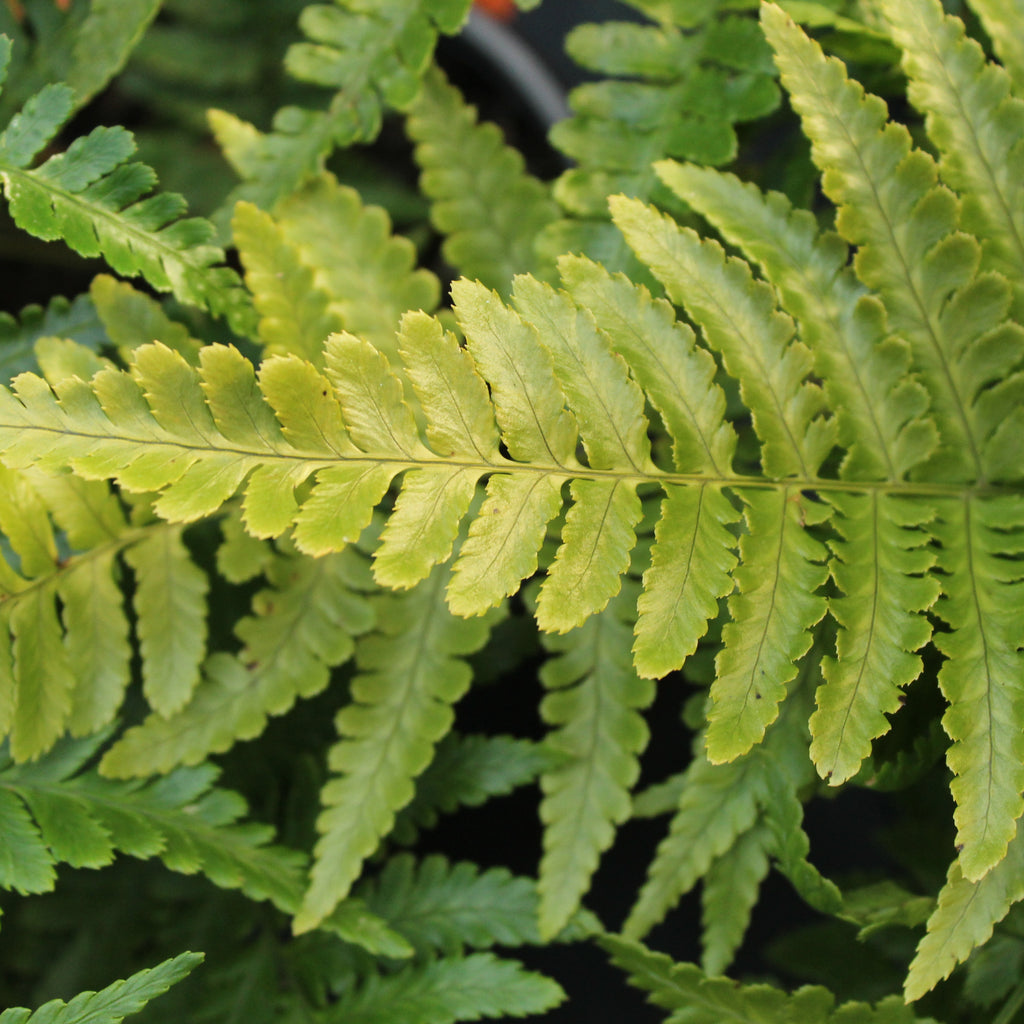 Dryopteris erythrosora Image