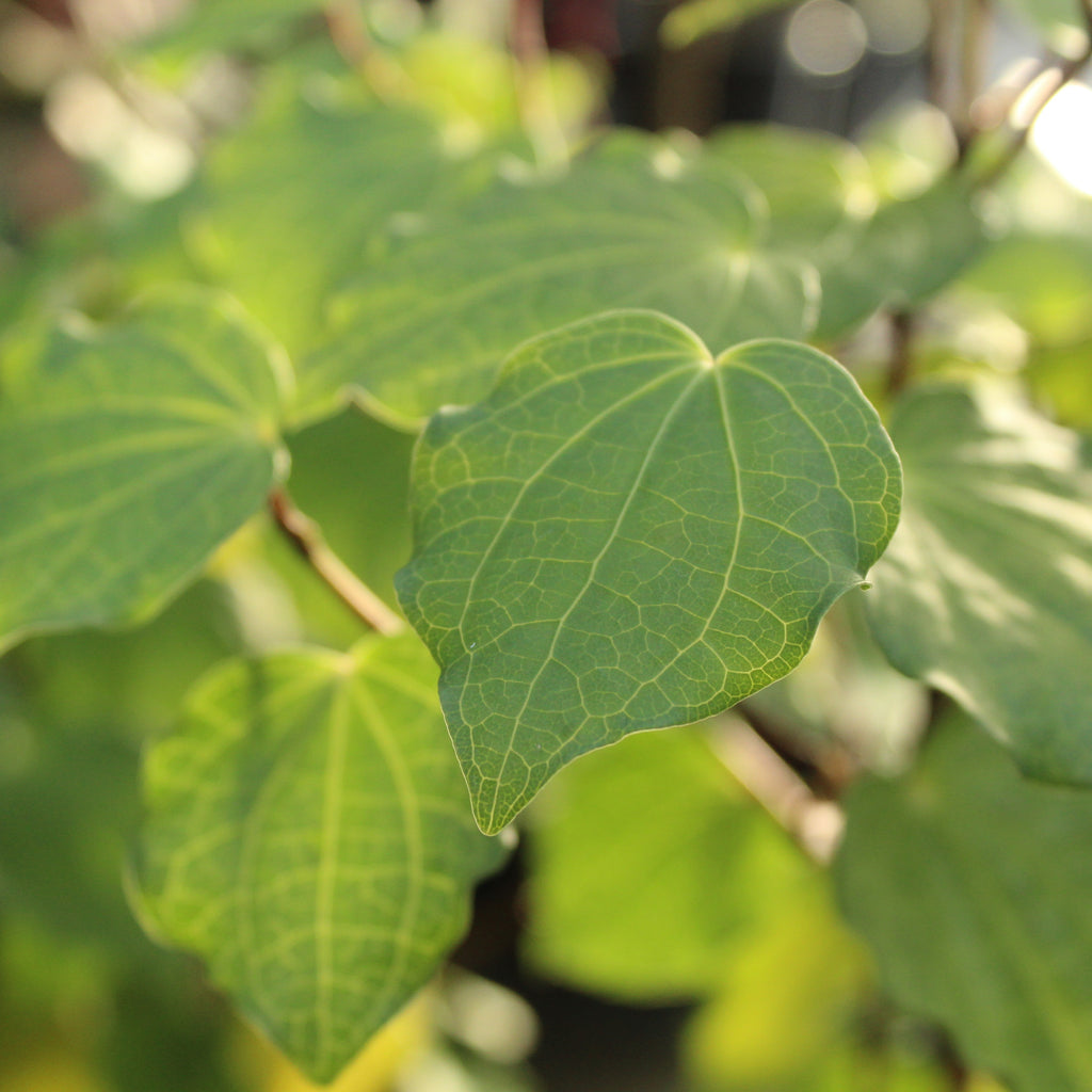 Macropiper excelsum Image