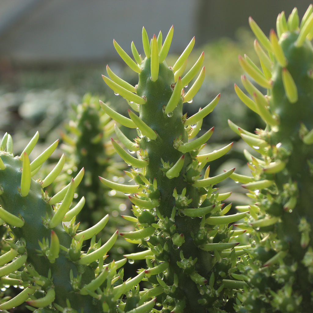 Opuntia subulata Image