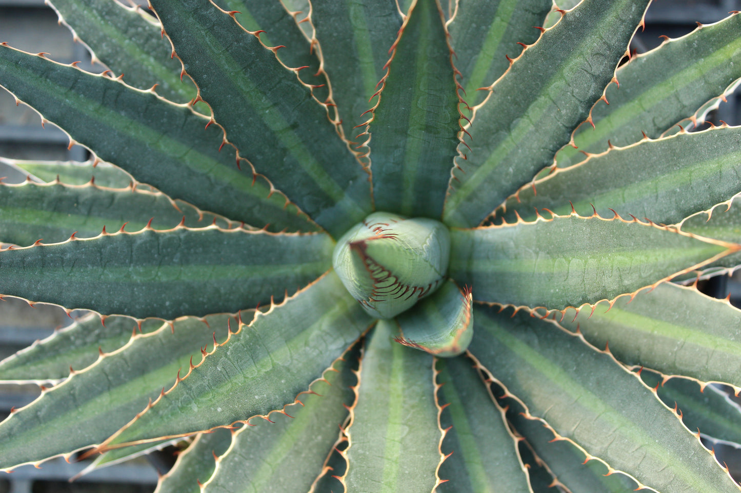 Agave funkiana