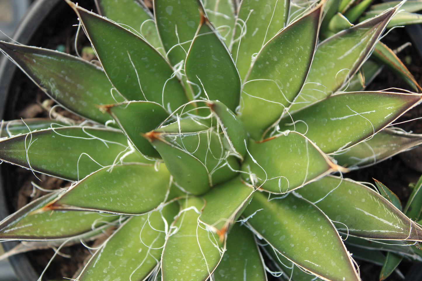Agave filiffera