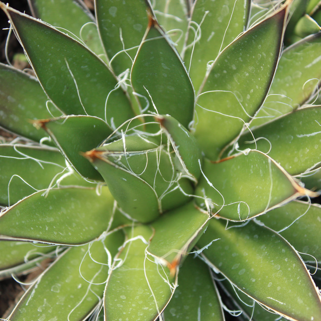 Agave filiffera Image