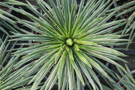 Agave geminiflora
