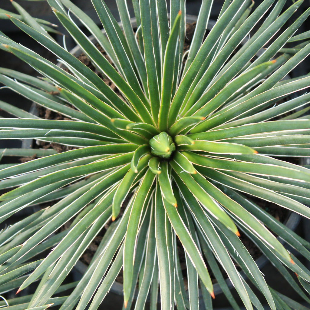 Agave geminiflora Image