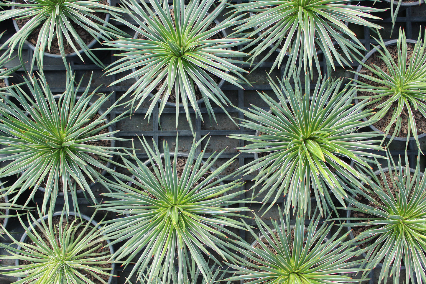 Agave geminiflora