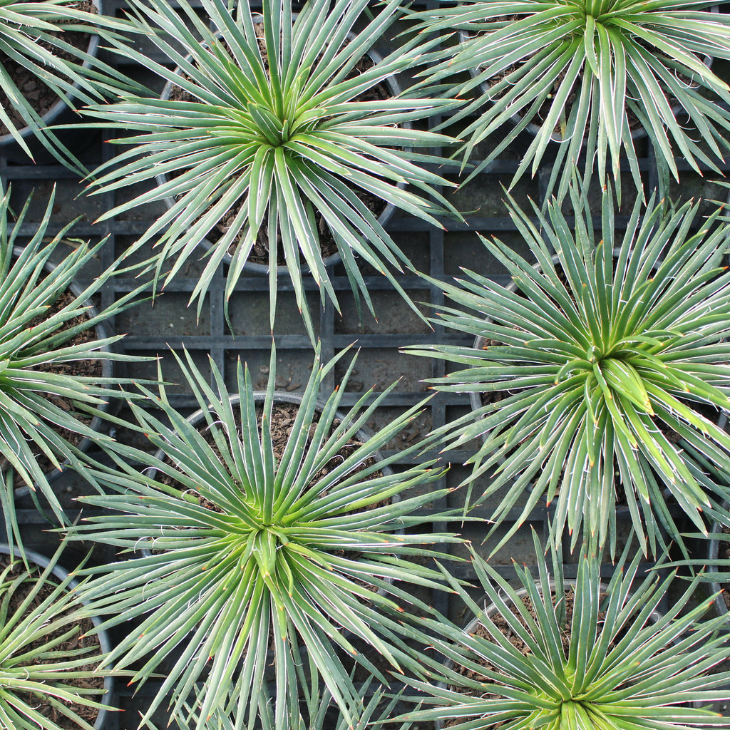 Agave geminiflora Image