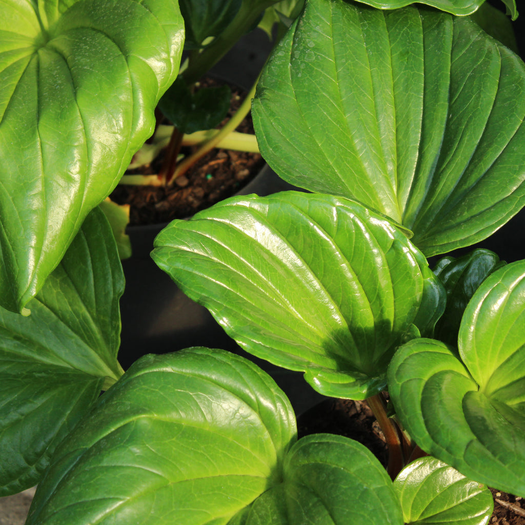 Myosotidium hortensia Image