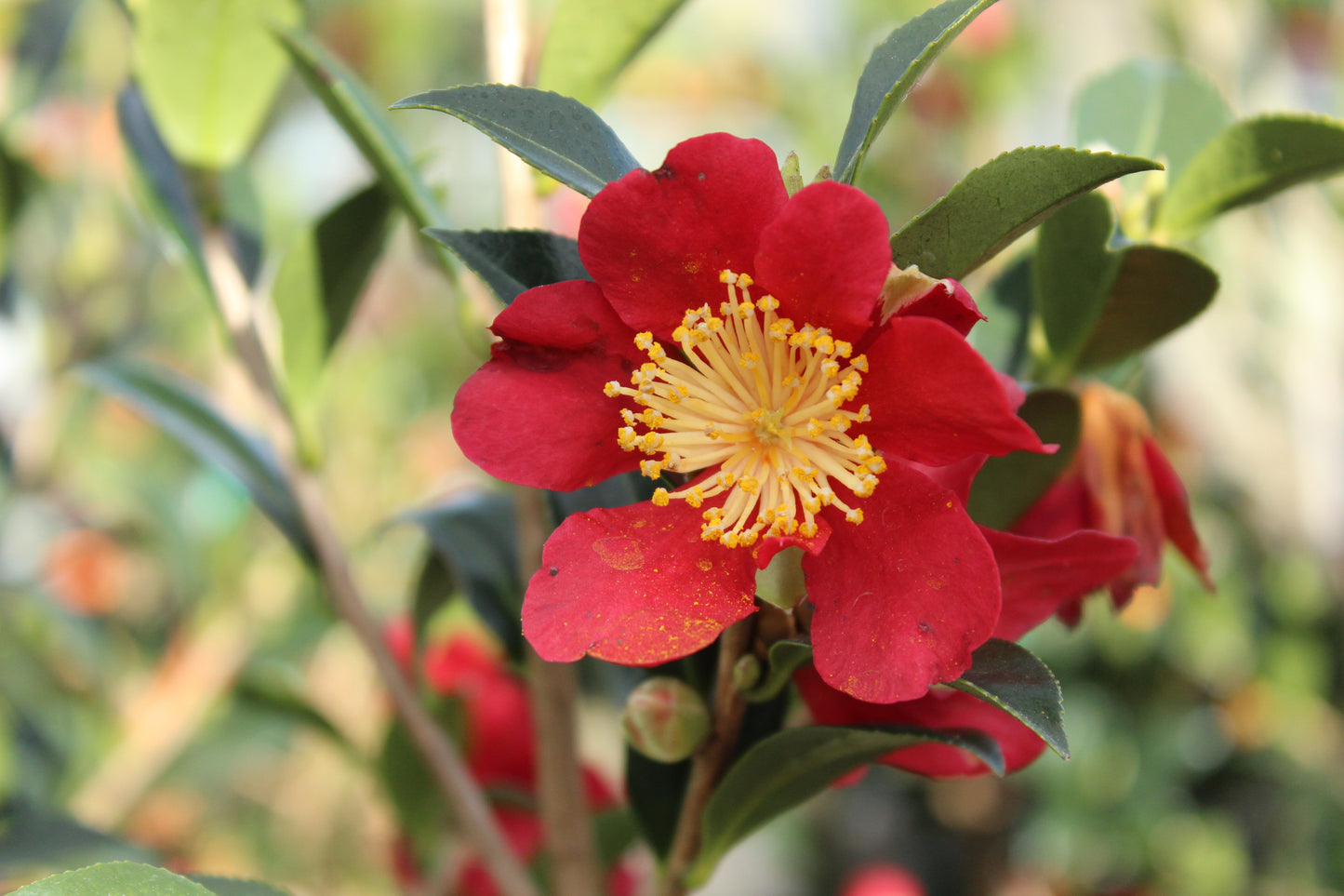 Camellia sasanqua Yuletide