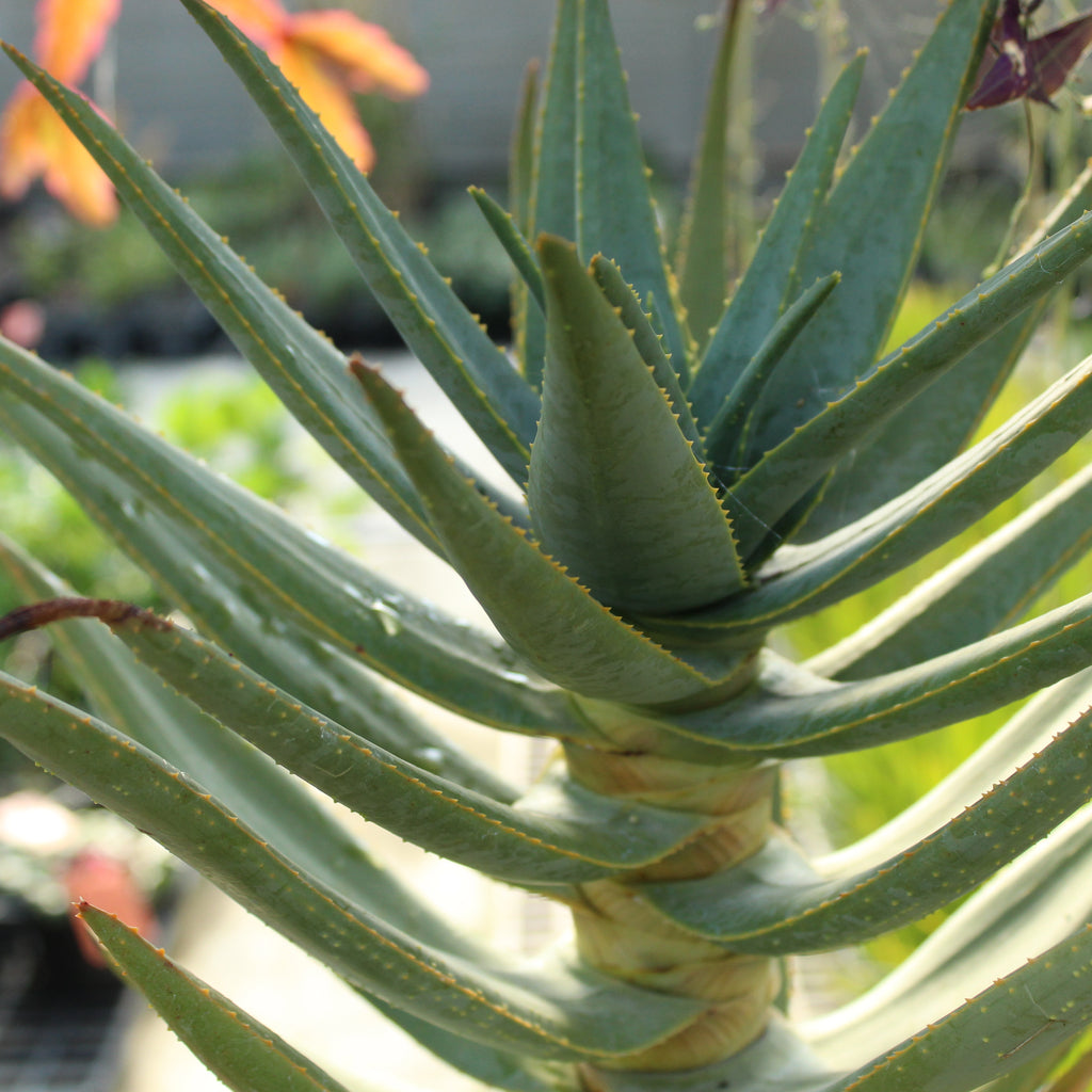 Aloe dichotoma Image