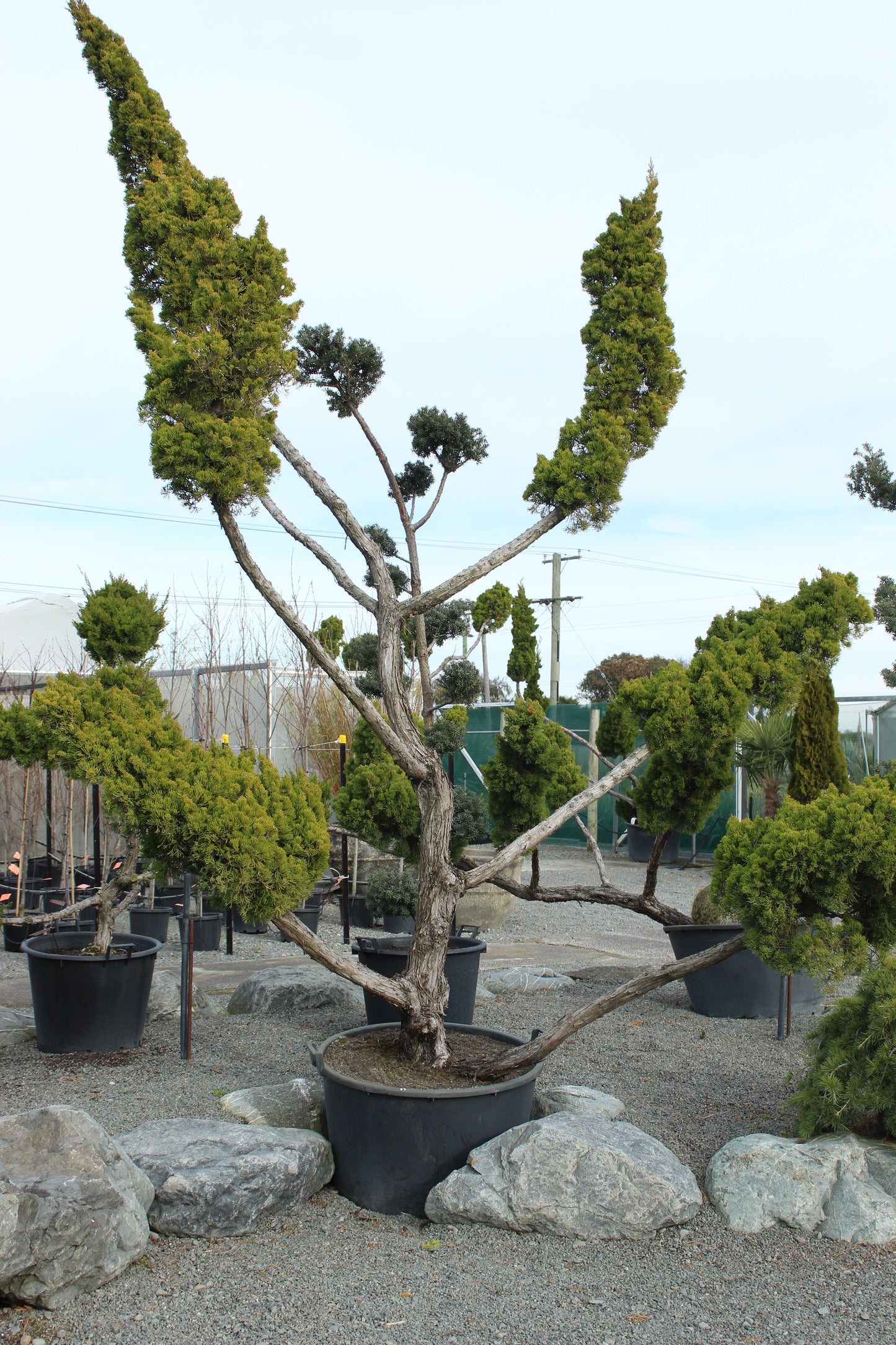 Juniperus chinensis kaizuka Cloud Pruned