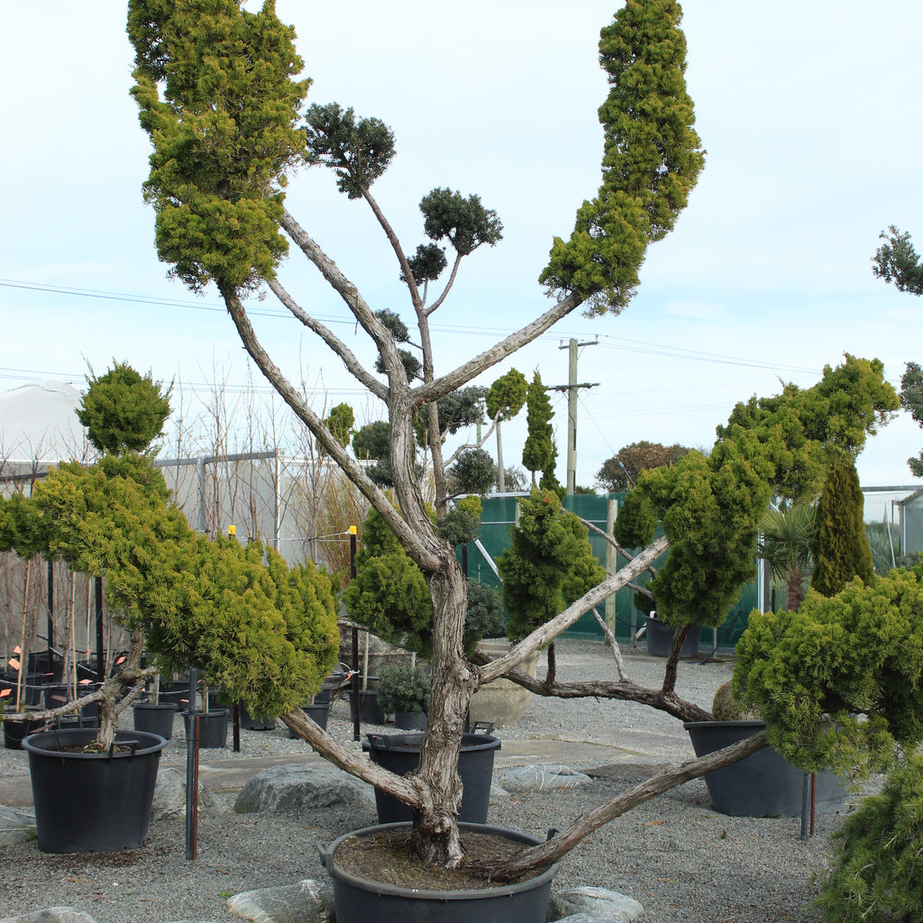 Juniperus chinensis kaizuka Cloud Pruned Image