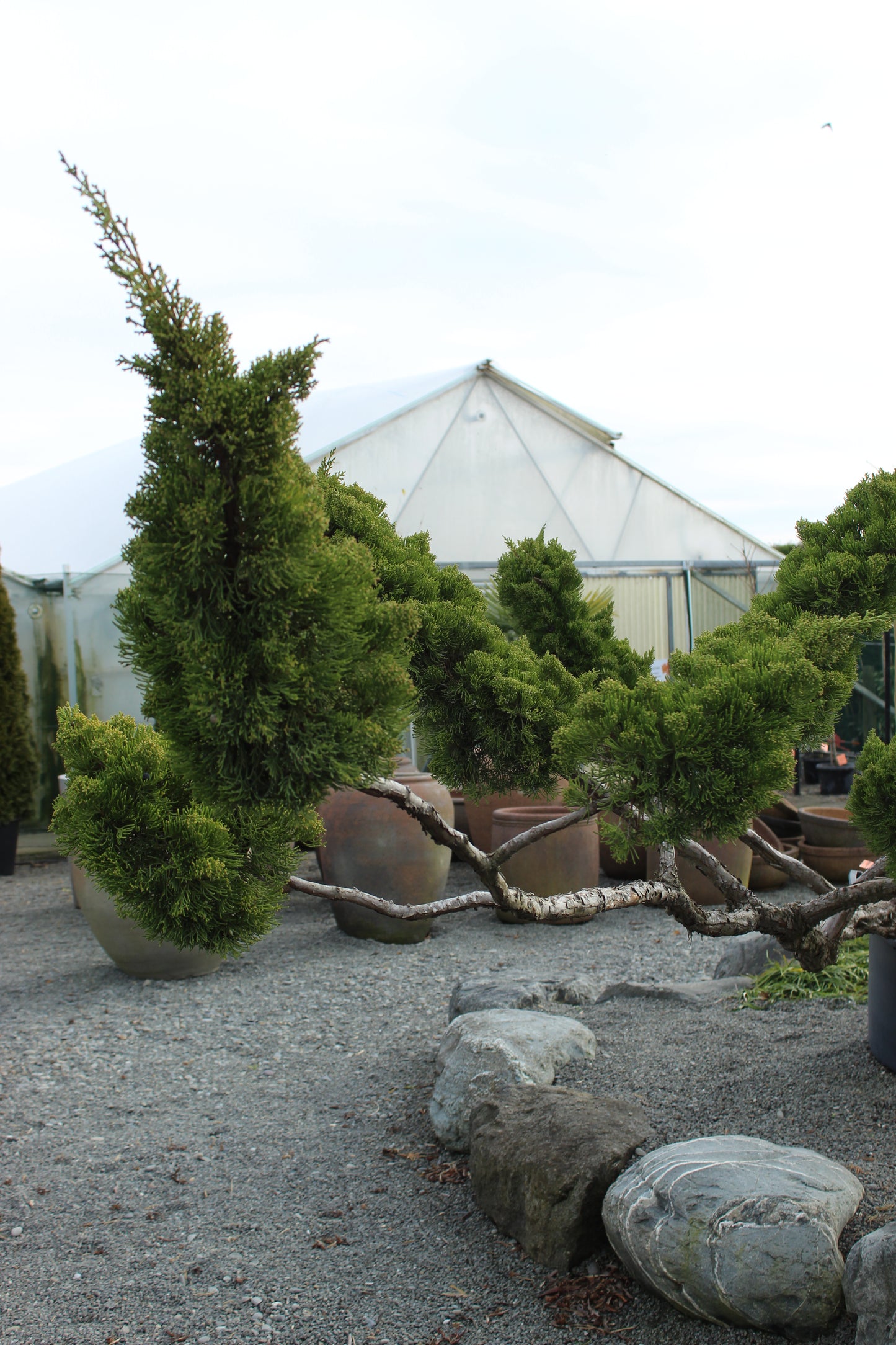 Juniperus chinensis kaizuka Cloud Pruned