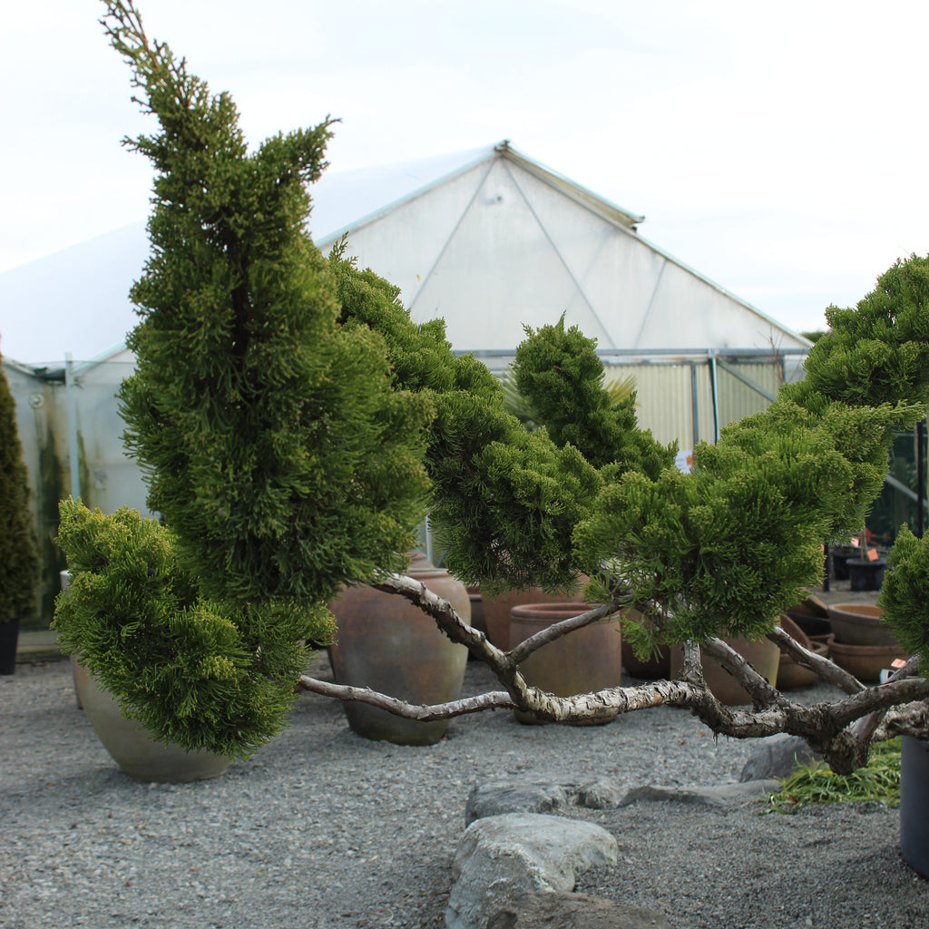 Juniperus chinensis kaizuka Cloud Pruned Image