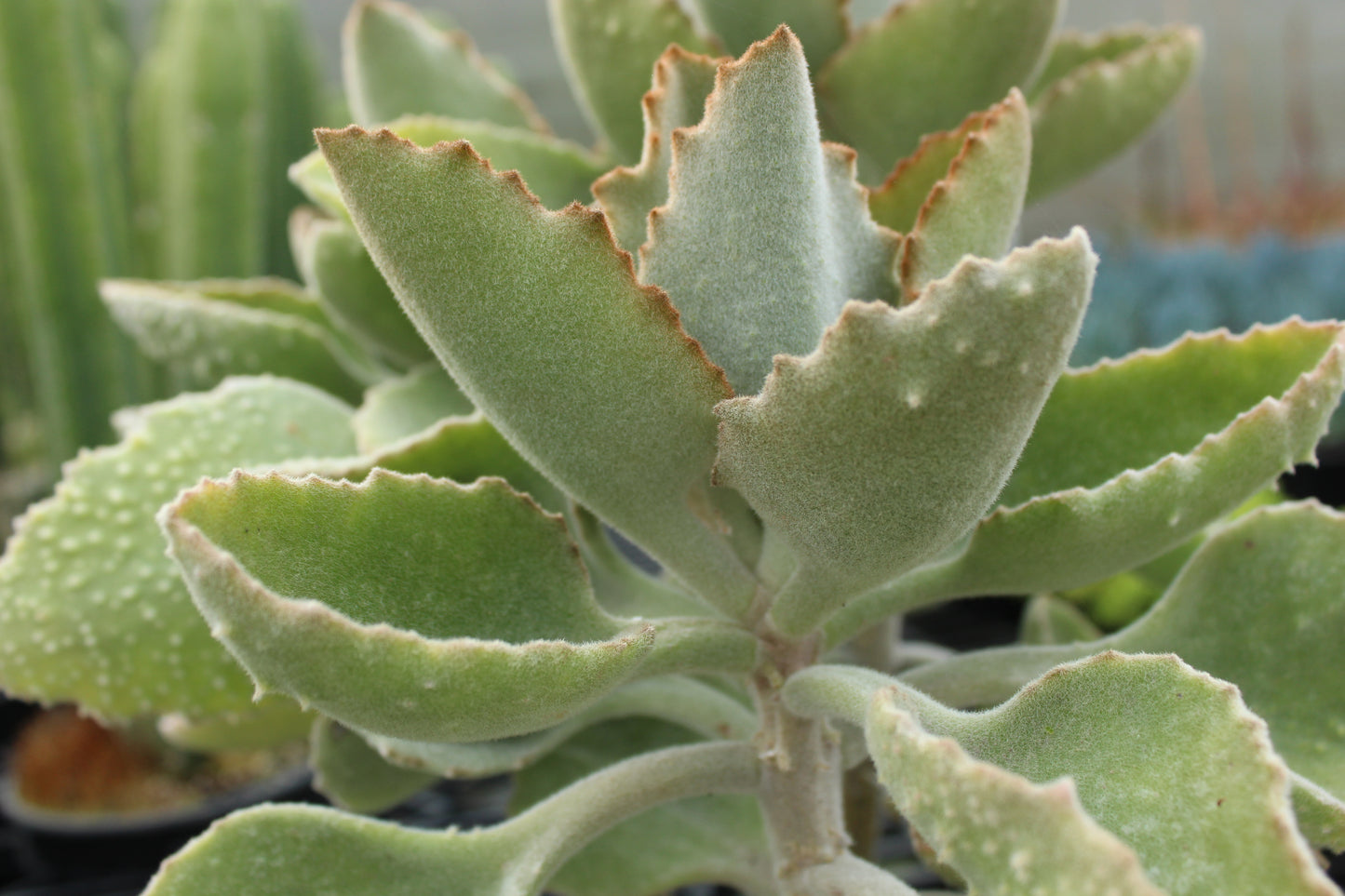 Kalanchoe Fang