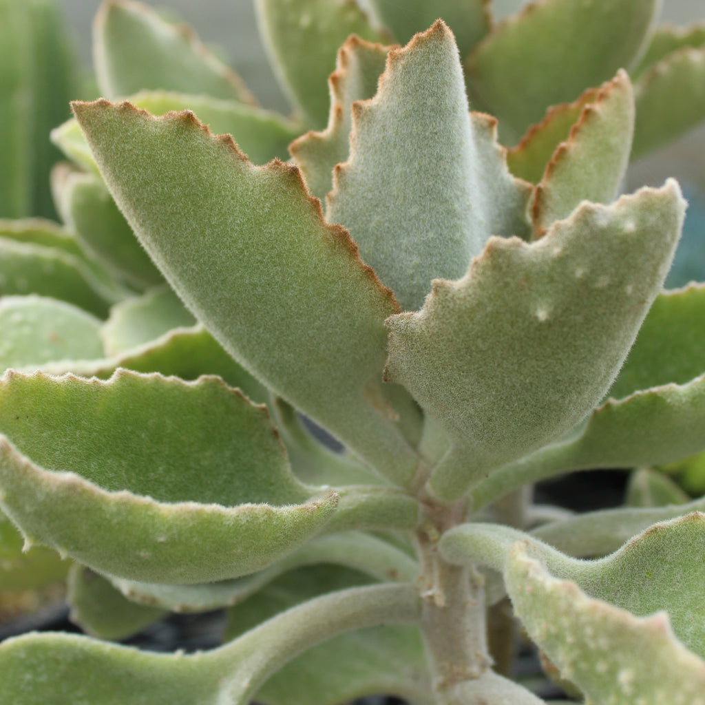 Kalanchoe Fang Image