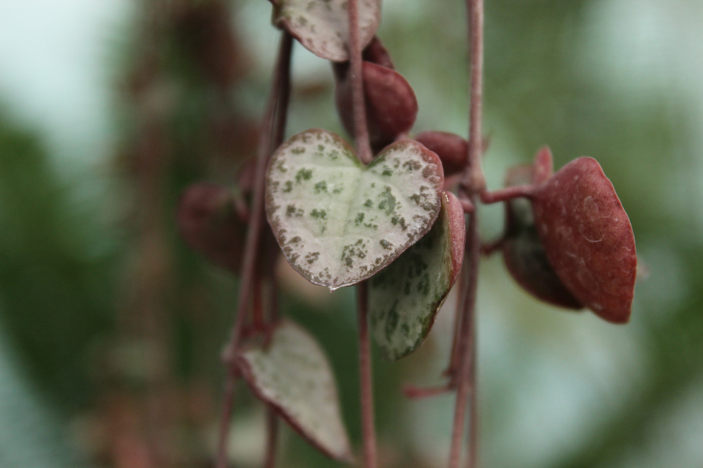 Ceropegia woodii