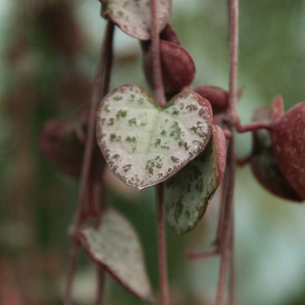 Ceropegia woodii Image
