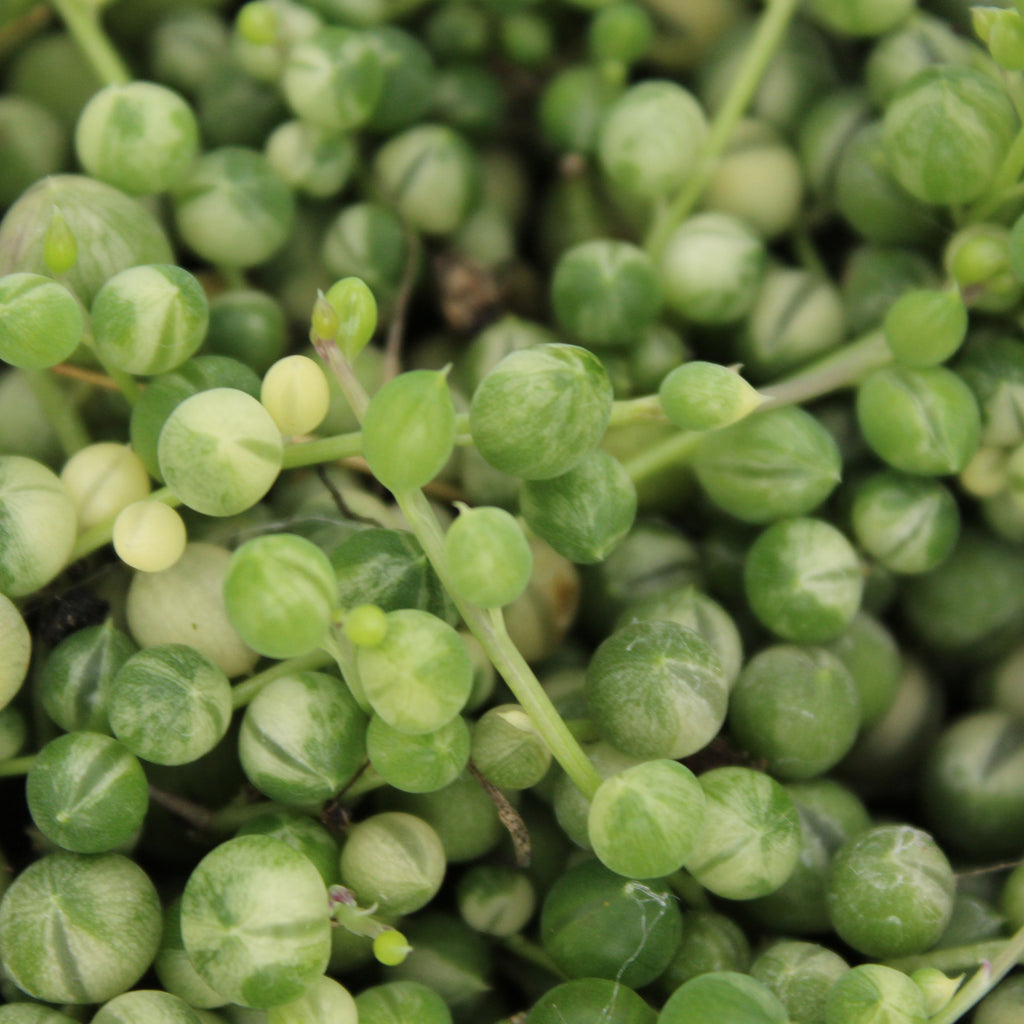 Senecio rowleyanus Variegata Image