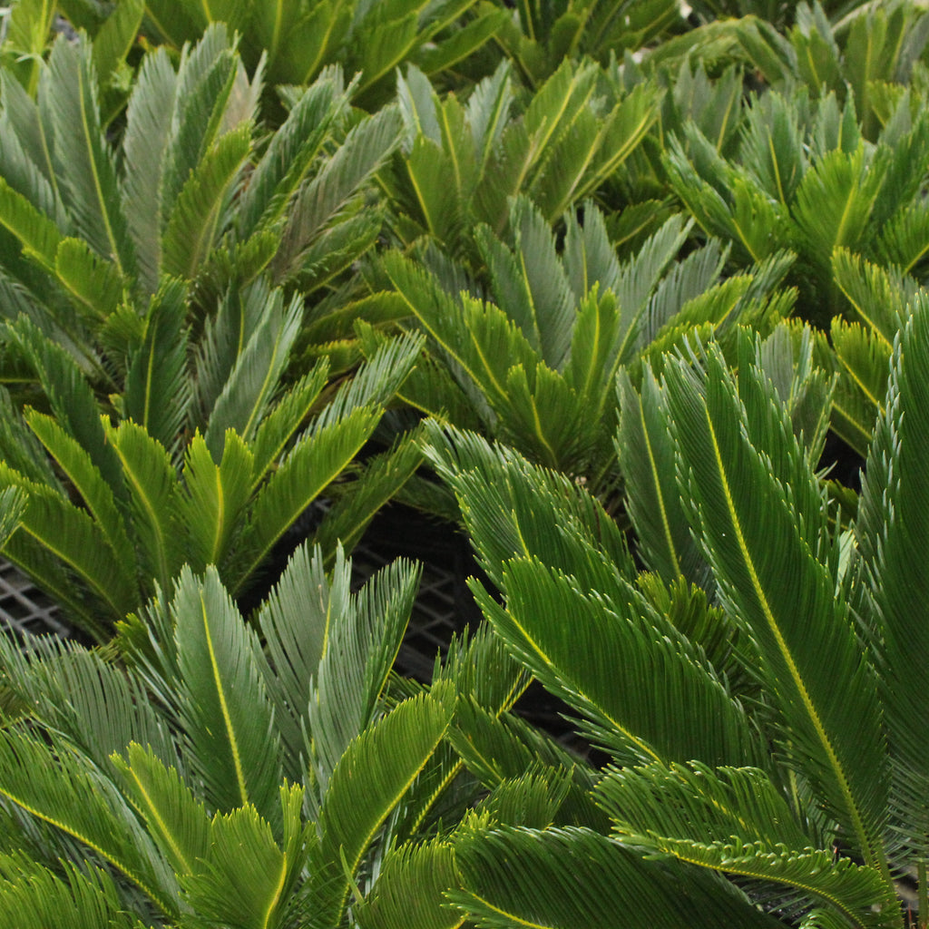 Cycas Revoluta Image