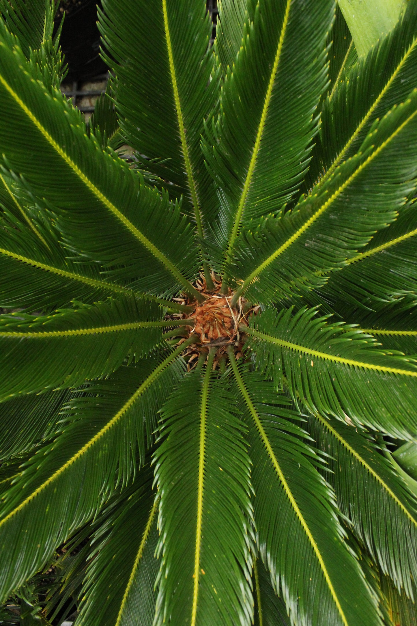 Cycas Revoluta