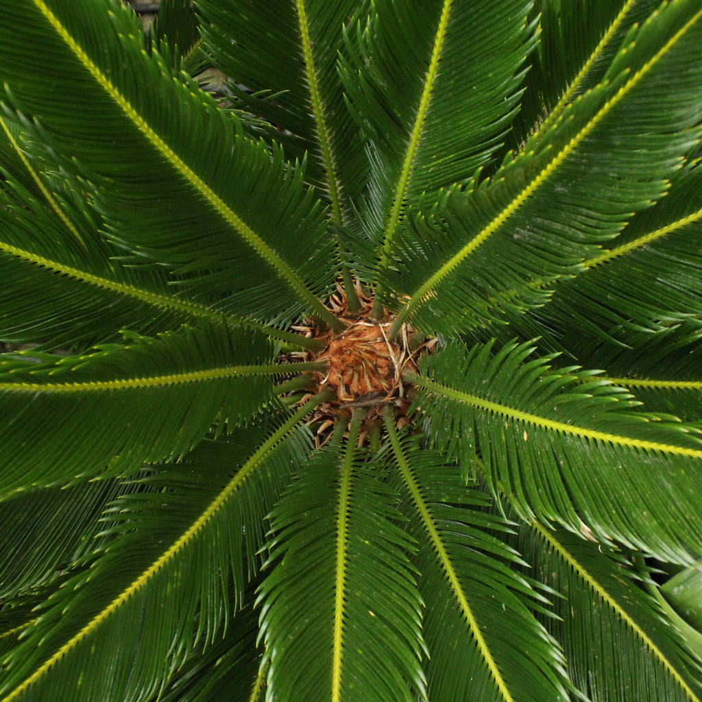 Cycas Revoluta Image