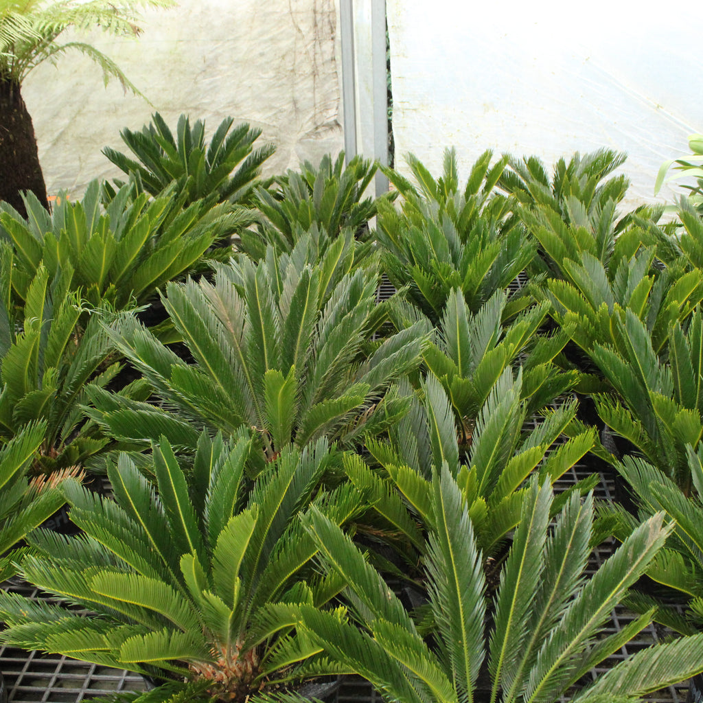 Cycas Revoluta Image