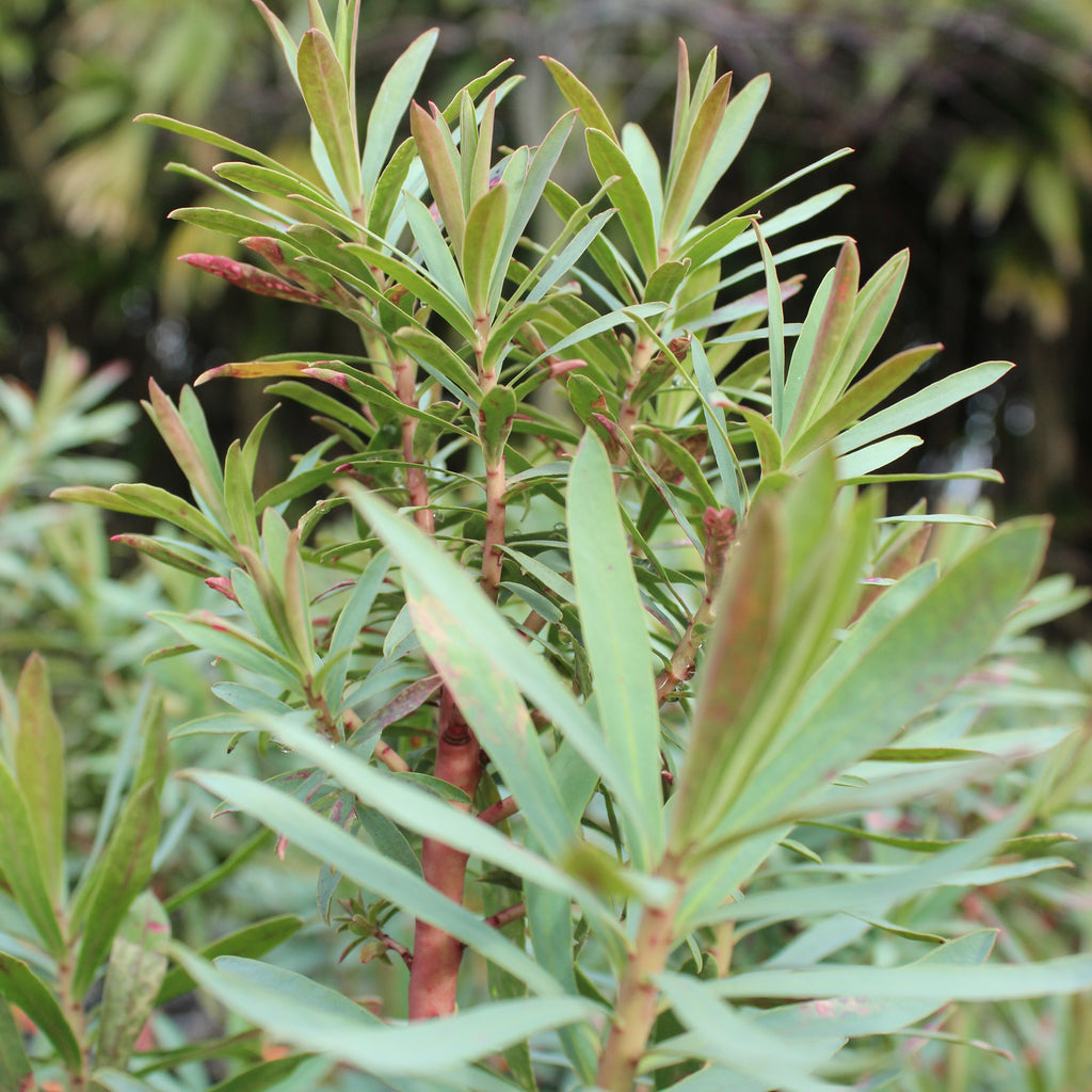 Euphorbia glauca Image
