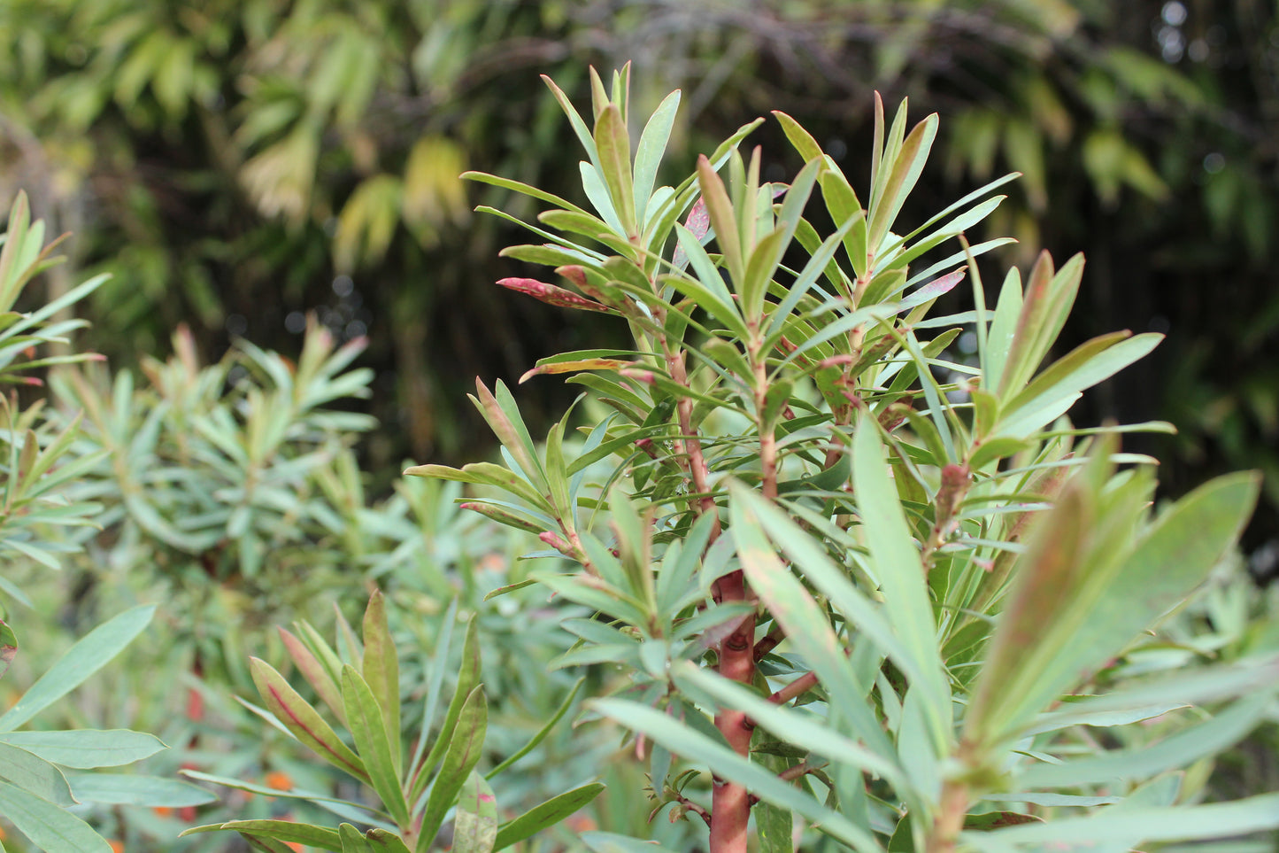 Euphorbia glauca
