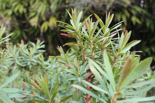 Euphorbia glauca