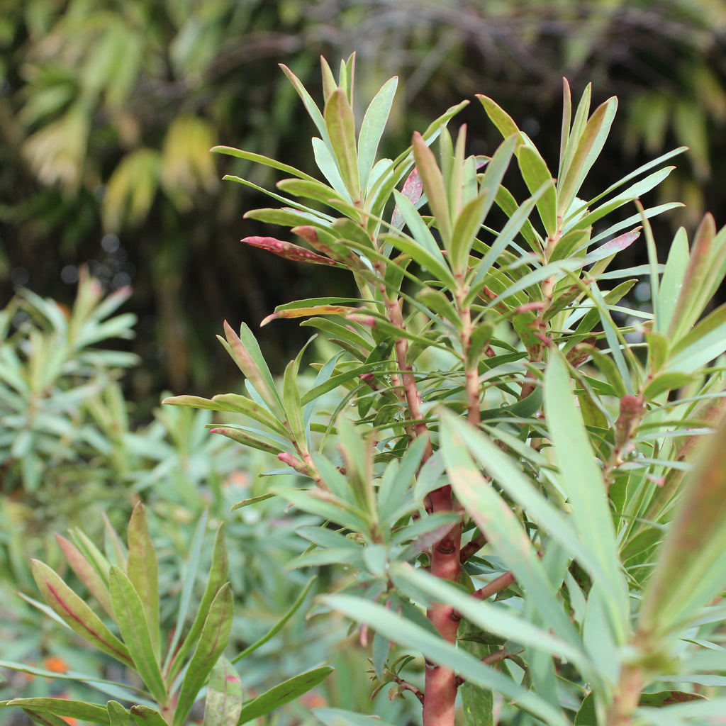 Euphorbia glauca Image